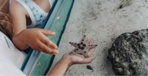 A starfish in someone's hand at the Sandoway House.